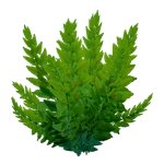Fern Kelp reference image from Subnautica 2 community creature coverage