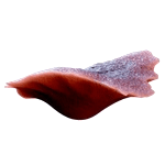 Radiator Coral reference image from Subnautica 2 community creature coverage