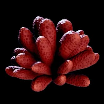 Aster Scyllid reference image from Subnautica 2 community creature coverage