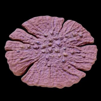 Dragon's Scale Coral reference image from Subnautica 2 community creature coverage