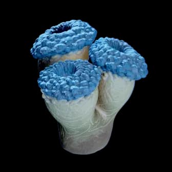 False Fission Drum reference image from Subnautica 2 community creature coverage