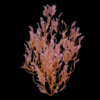Feather Kelp reference image from Subnautica 2 community creature coverage