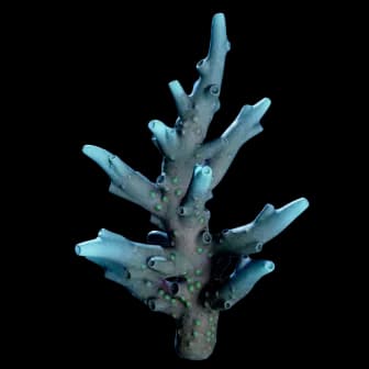 Hecaton Tunic reference image from Subnautica 2 community creature coverage