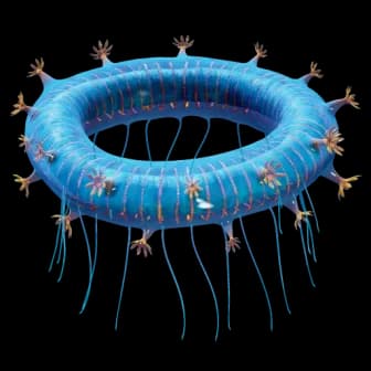 Jelly Ring reference image from Subnautica 2 community creature coverage