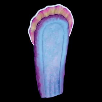 Macaron Sponge reference image from Subnautica 2 community creature coverage