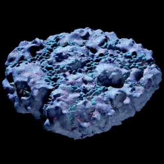 Pebbled Sporal reference image from Subnautica 2 community creature coverage