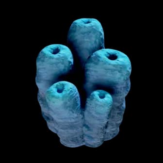 Poison Tube Cluster reference image from Subnautica 2 community creature coverage