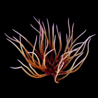 Whip Gorgon reference image from Subnautica 2 community creature coverage