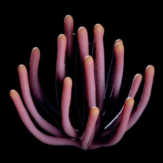 Listening Gorgon reference image from Subnautica 2 community creature coverage