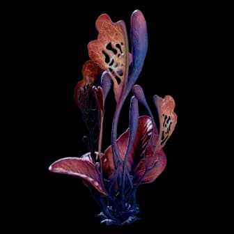 Wort Wort reference image from Subnautica 2 community creature coverage