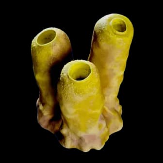 Jack Sponge reference image from Subnautica 2 community creature coverage